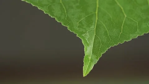 Water drop on green leaf, macro shot Stock Footage 155406038