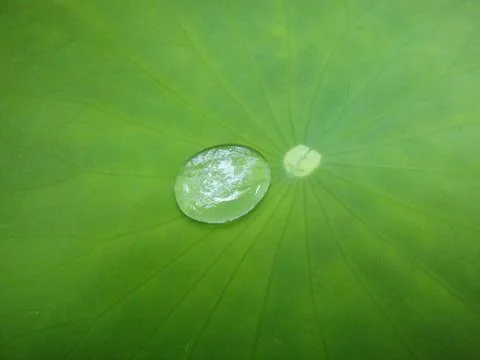 Water drop in green leaf macro background fine art in high quality prints Stock Photos