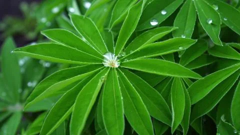 Water drop on a green leaf macro. Plasticity of water. Stock Photos