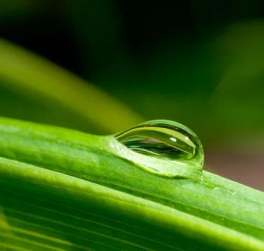 Water drop on green leaf Stock Photos