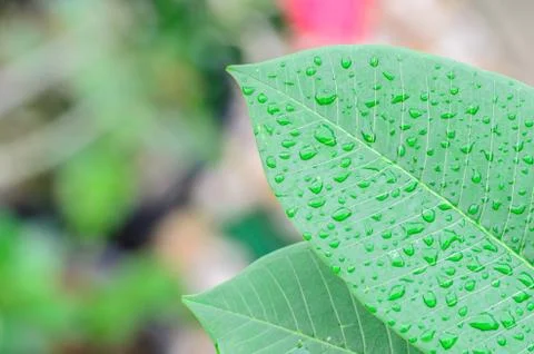 Water drop on green leaf Photos