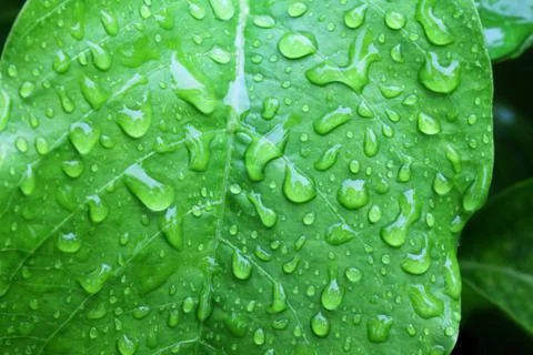 Water drop on a green leaf Stock Photos