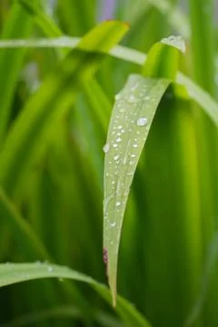 Water drop on green leaf Foto stock