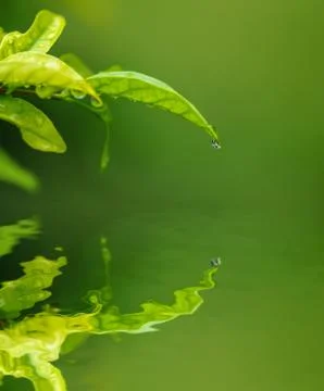 Water drop from green leaf Stock Photos