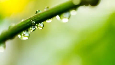 Water drop on green leaf Stock Photos