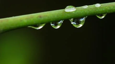 Water drop on green leaf Stock Photos