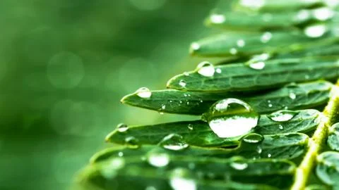 Water drop on green leaf Stock Photos