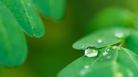 Water drop on green leaf Stock Photos