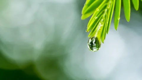 Water drop on green leaf Stock Photos