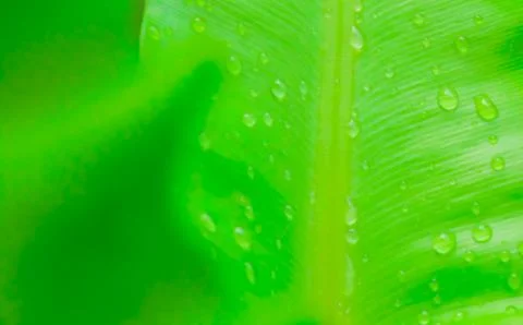 Water drop on green leaf Stock Photos