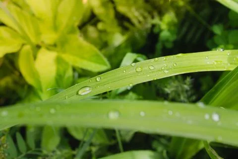 Water drop on green leaf Stock Photos