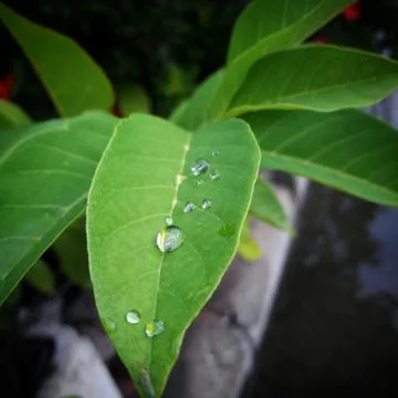 Water drop on green leaf Stock Photos