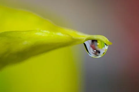 Water Drop from a green leaf Fotos Stock