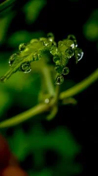 Water drop on the green leaf 스톡 사진