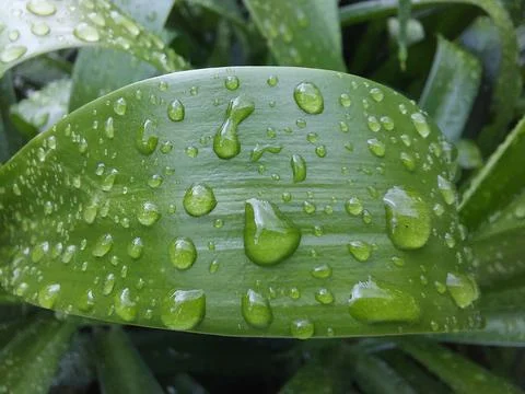 Water drop on the green leaf Stock Photos