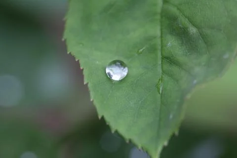 Water drop on green leaf Stock Photos