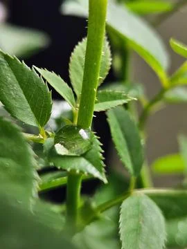 Water Drop on Green Leaf Stock Photos