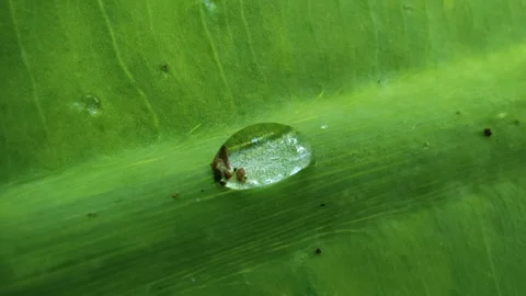 Water drop on green leaf shot with macro lens Stock Footage 254353504