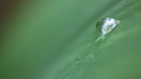 Water drop on green leaf trembling in the wind. Stock Footage 38428223
