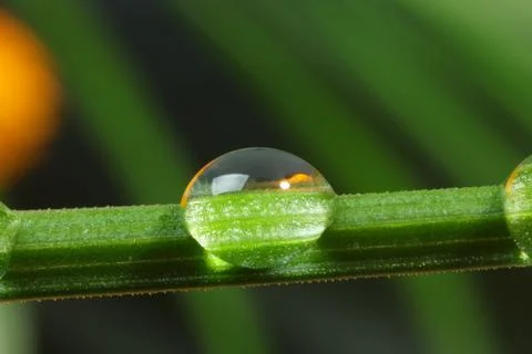 Water drop on green stem against color background. Macro photography Stock Photos