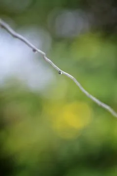 Water drop hanging Stock Photos