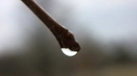 Water drop hangs from a tree branch (High Definition)  Video stock 68026