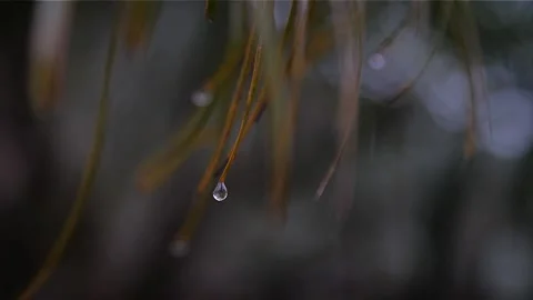 Water drop HD 86 Stock Footage 145430494