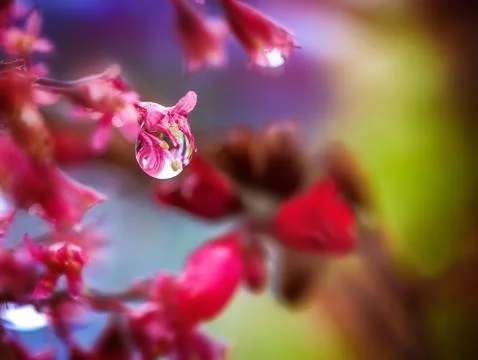 Water drop at a heuchera flower blossom Stock Photos