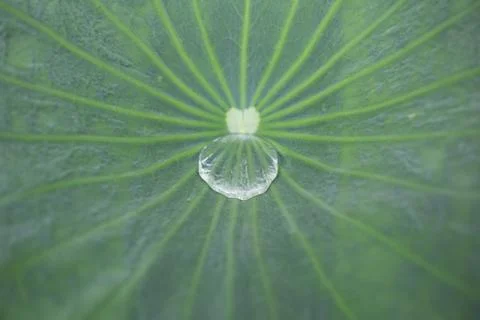 Water drop inside leaf Stock Photos