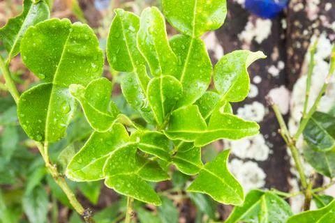 Water drop on kaffir lime leaf on tree Stock Photos
