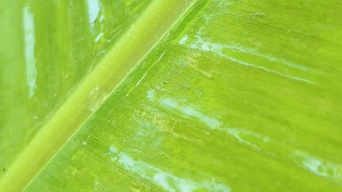 Water Drop Leaf, 4k Stock Footage 81574805