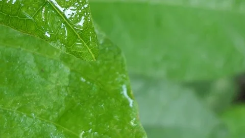 Water Drop Leaf, 4k Stock Footage 81575187