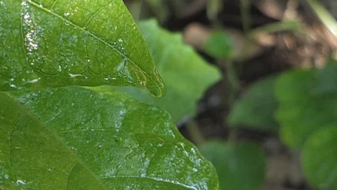 Water Drop Leaf, 4k Stock Footage 81577623