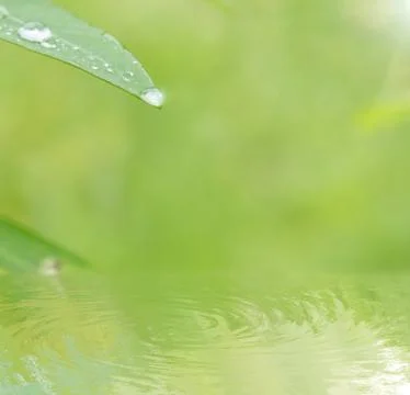 Water drop on leaf and sunrise Stock Photos