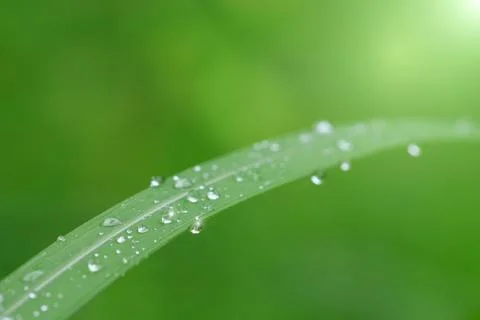 Water drop on leaf and sunshine Stock Photos