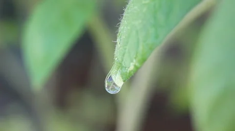 Water drop on leaf close up Stock Footage 52956829