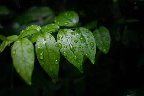 Water drop on leaf with copy space Stock Photos
