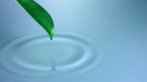 Water drop from leaf Stock Footage 8992483
