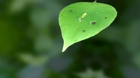 Water Drop on Leaf Stock Footage 12230606