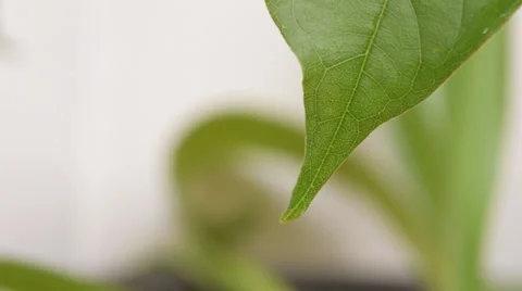 Water drop on leaf Stock Footage 39716672