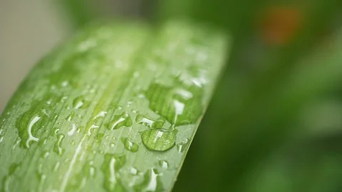 Water drop leaf Stock Footage 113539506