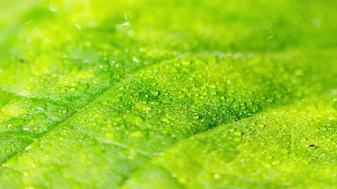 Water Drop on a Leaf. Green Leaves of Plant Texture and Pattern Close Up Stock Footage 168788632