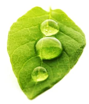 Water drop on leaf macro Stock Photos