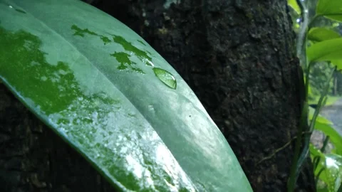 Water drop on Leaf Medium Shot Vidéo 161691437