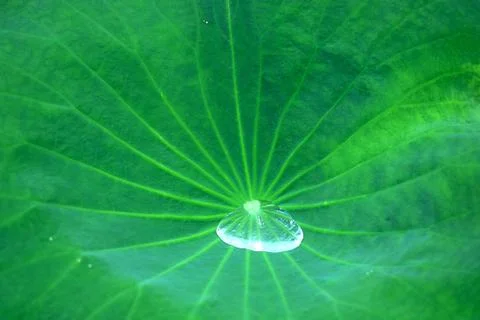 Water drop on leaf Stock Photos