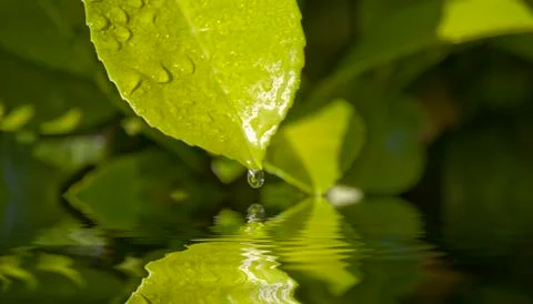 Water drop leaf Stock Photos