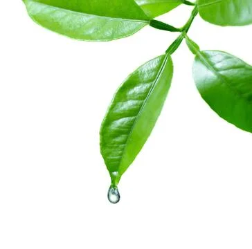 Water drop on leaf Stock Photos