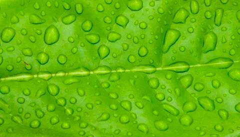 Water drop on leaf Stock Photos