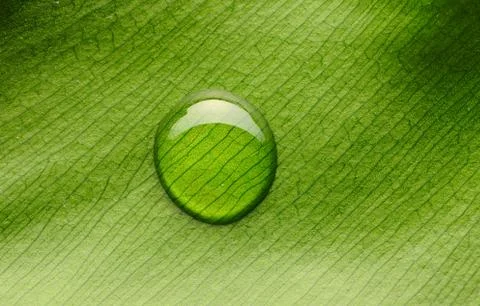 Water drop on leaf Stock Photos
