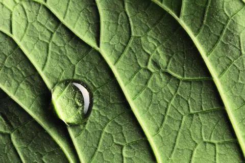 Water drop on leaf Stock Photos